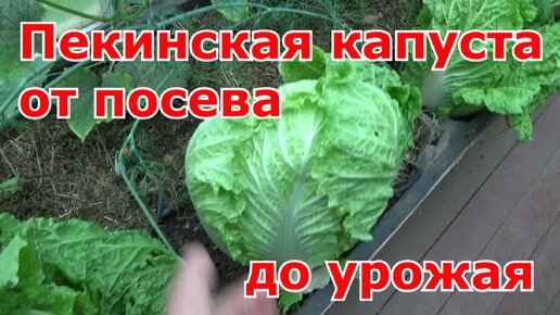 Download Video: Пекинская и китайская капусты от посева до урожая. Выращивание в теплице. Какие сорта выбираю.