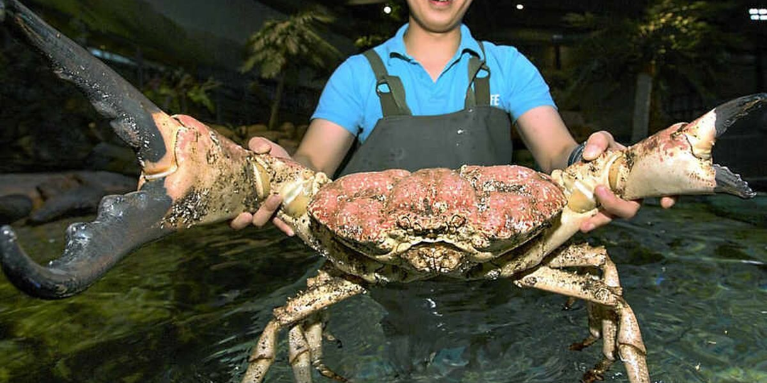 Гигантский тасманийский краб: Титанический дикий вид крабов весом в 17 кг. Его огромная клешня сокрушит даже акулу