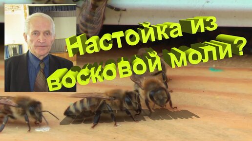 Профессор Кашковский про настойку из восковой моли