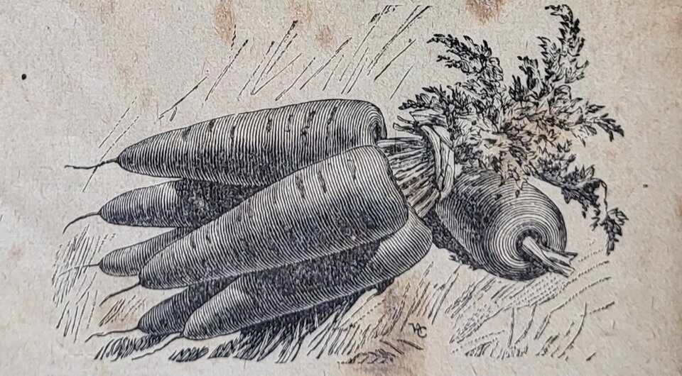   Catalogue de graines Vilmorin-Andrieux printemps 1900 / Arn / Wikimedia Commons