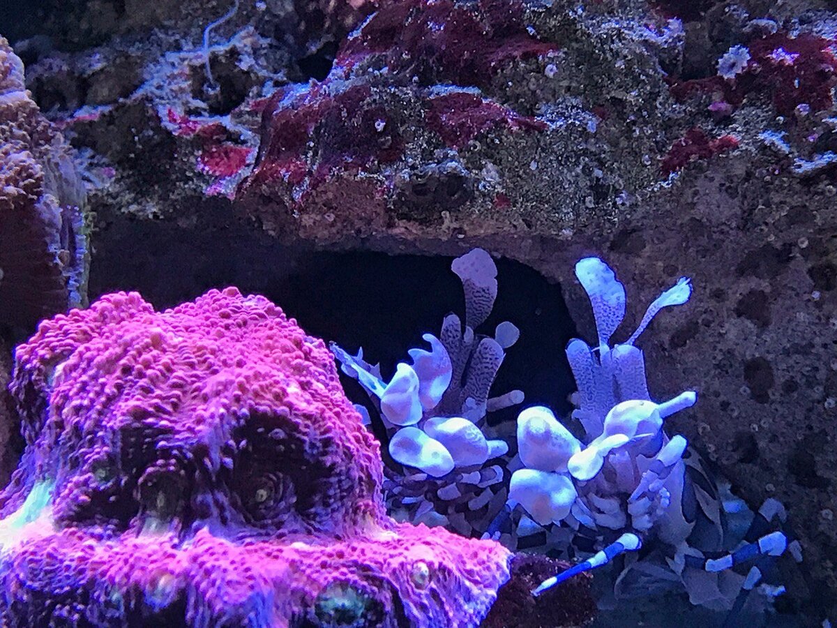 Креветочки нашего аквариума, фото из личного архива