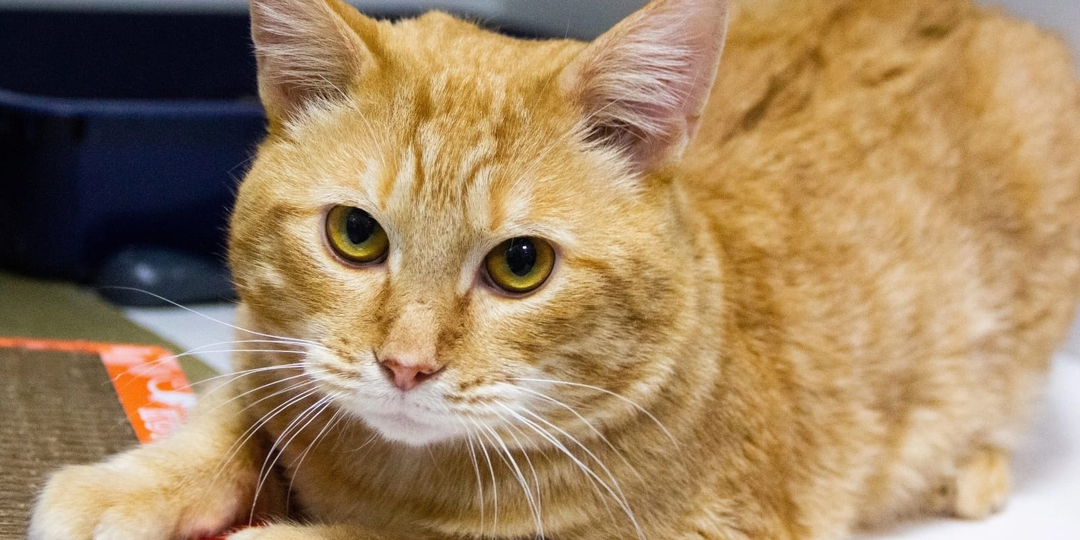 ❗ДОМА❗Пострадавший от живодёра кот выжил и нашёл в себе силы вновь довериться людям.