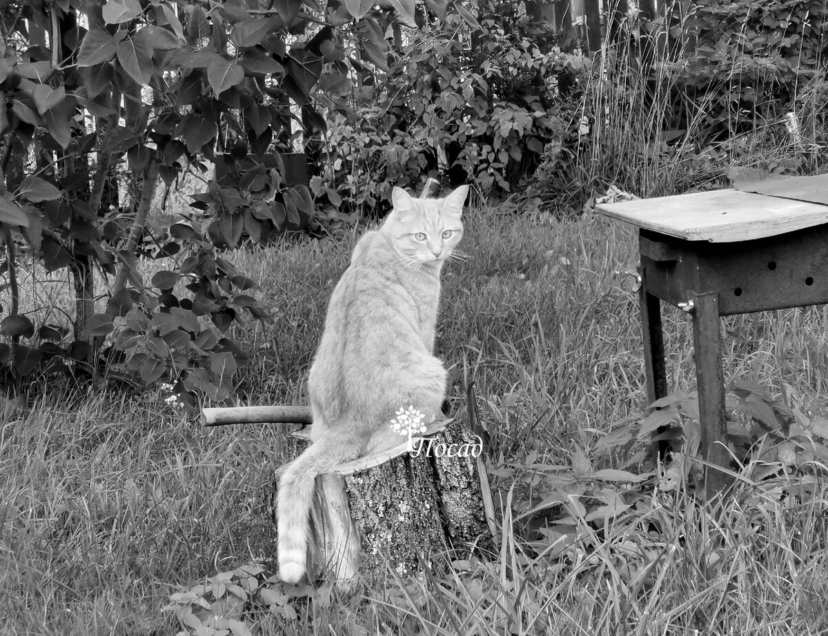 А вот так видят коты.