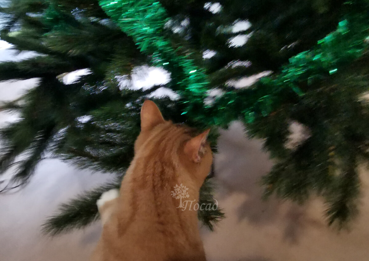Сфотографировать кота, стремительно поедающего колбасу с ёлки - та ещё задача. Все коты и дождики на этом фото остались целы и невредимы.