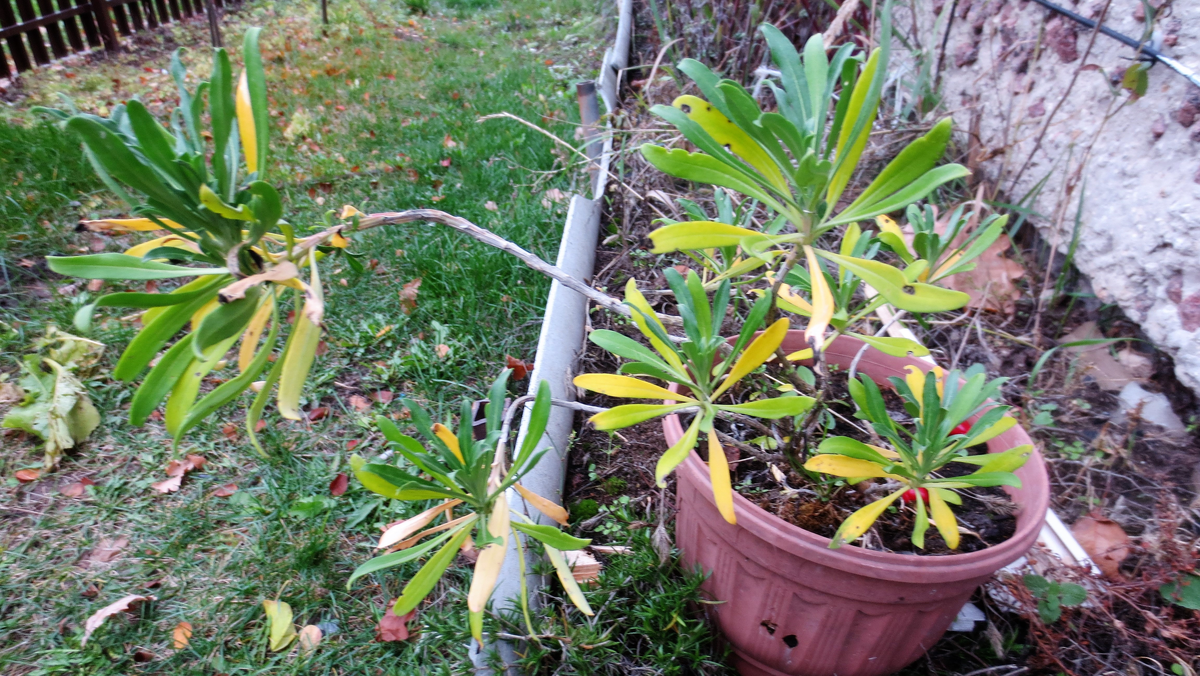 В горшке - желтофиоль 