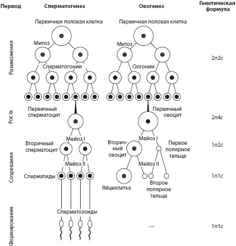 Особенности и схема овогенеза: процессы гаметогенеза, стадии овогенеза и их особенности