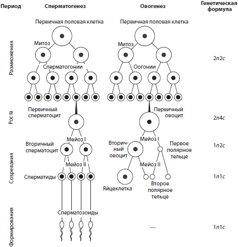 Биология ! СПЕРМАТОГЕНЕЗ / SPERMATOGENESIS Сперматогенез это процесс.. | ВКонтакте