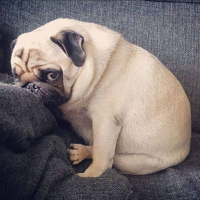 Коты бывают удивительно жадными!