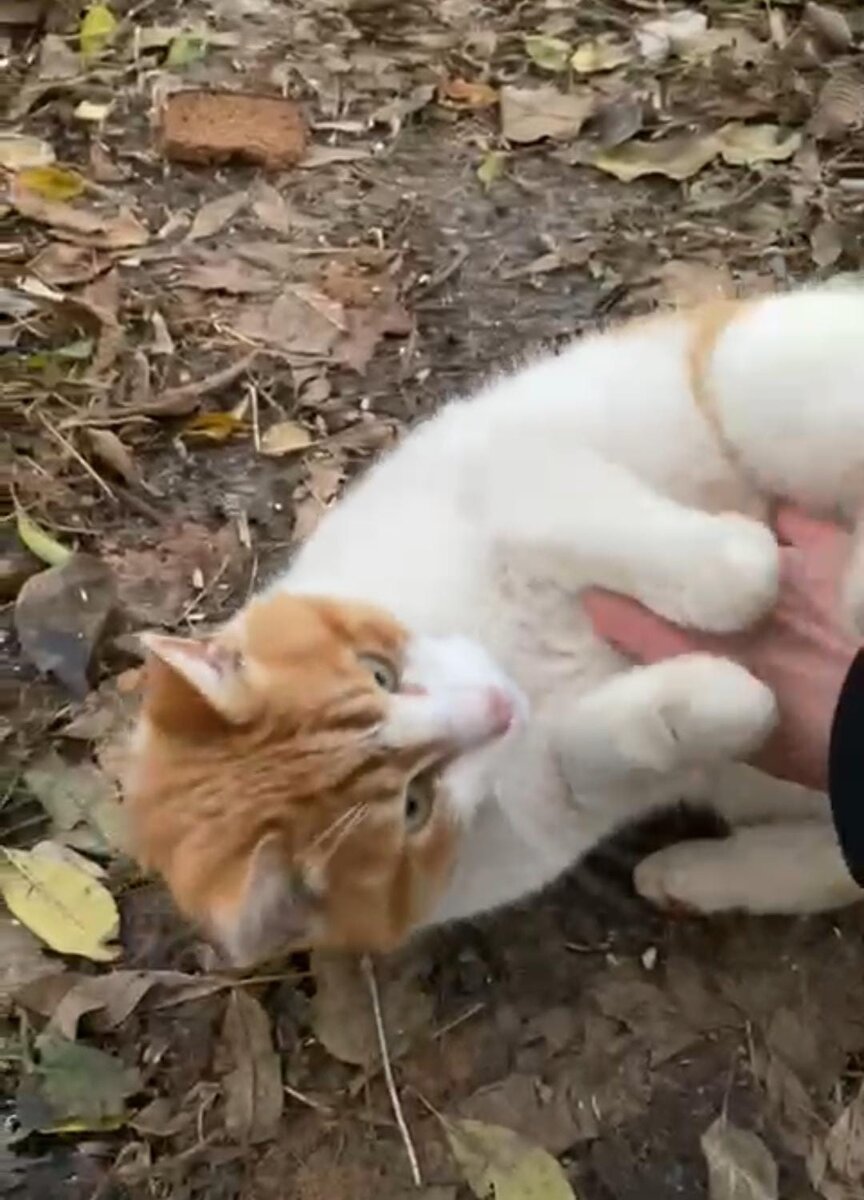 Кот в лотке. Кошачий лоток с наполнителем. Кошачий лоток с наполнителем. Котята ходят в лоток. Приучить уличного кота.