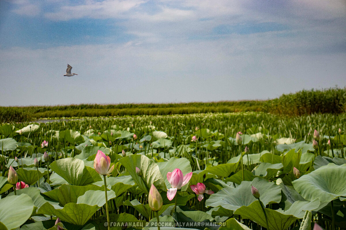 Дельта Волги в Астраханской области. Фото: Голландец в России