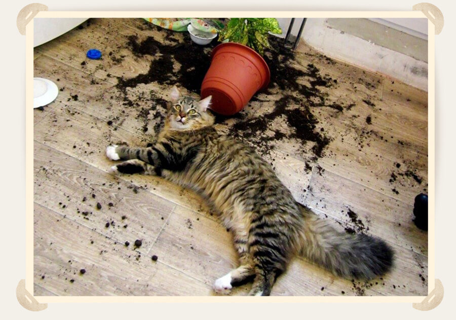 Ходит кот по лавочке потешка. Ходи котом. Кошка трется о ноги. Ходи котом. Ходи котом.