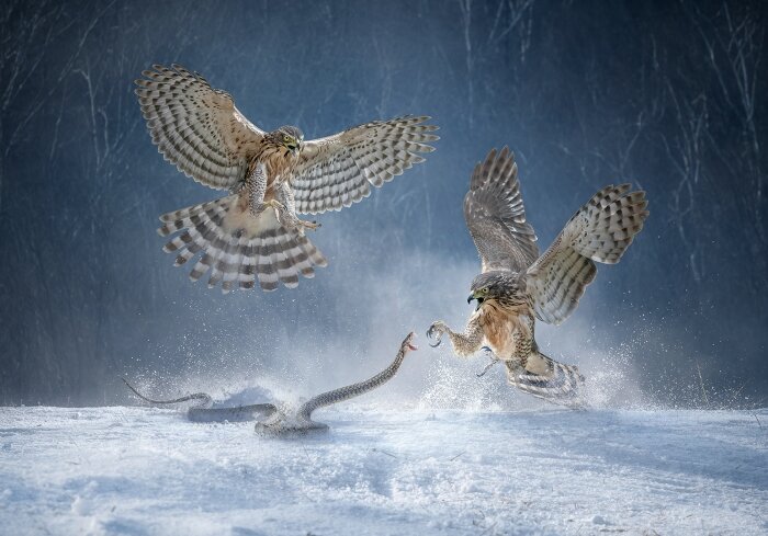 Chau Kei Checky Lam (Гонконг), Salon.Photo Silver Medal, Snow Snake Eagle War/Война снежного змея с орлом