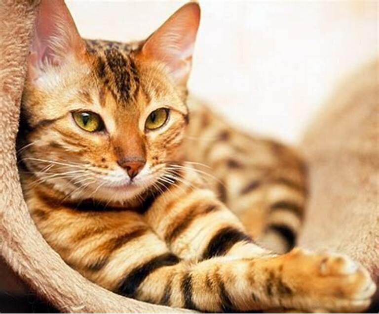 Фото из Интернета.