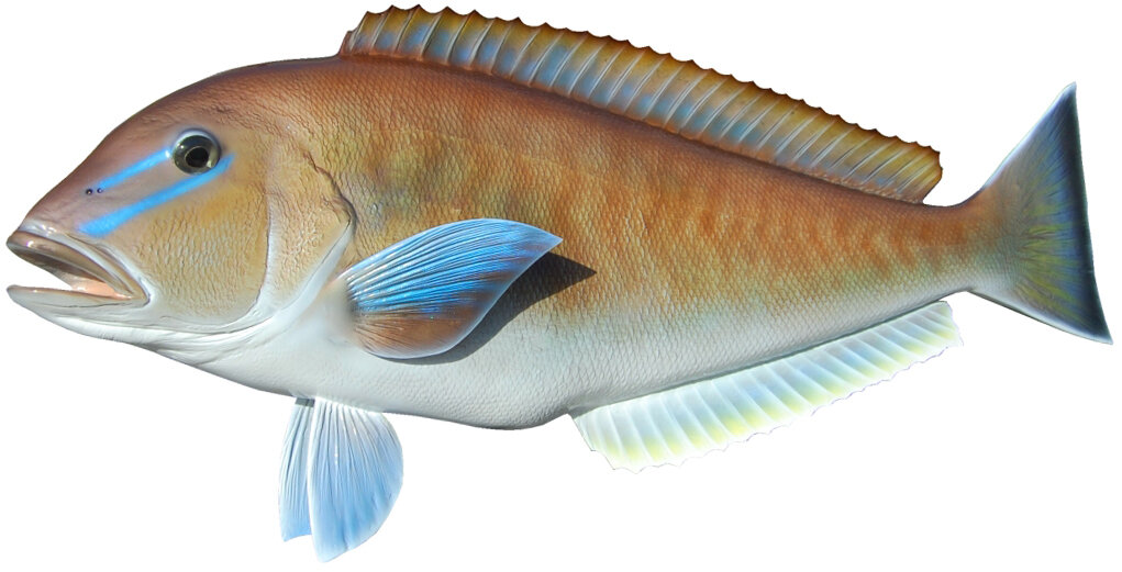 Caulolatilus microps