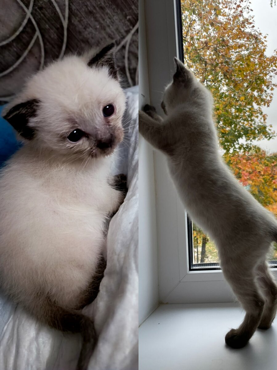 Это мой котик Филлип.Ему уже около 5 месяцев.Имтория его появления у меня дома очень проста.Его выбросили на мусорку с его братьями и сестрами,люди которые их нашли предложили нам взять одного ,мы выбрали его.Остальные тоже нашли свой дом.Мы кормили его молоком ,вылечили от блох и пройдя через все эти старания он счастлив.Филлип играет с нашим вторым котом ,который служит ему родителем.Это маленькое чудо очень активное,он прыгает к нам на спины,любит активно играть.Больше информации буду публиковать о нём позже.В завершении я бы хотела сказать ,что очень жаль сейчас такое явление как выбросить животных на улицу не редкость.. Давайте будем добрее.