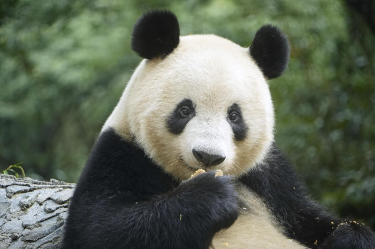 Гигантские панды находятся под большой угрозой исчезновения, многие животные живут в центрах разведения и исследований © PICTURE-ALLIANCE