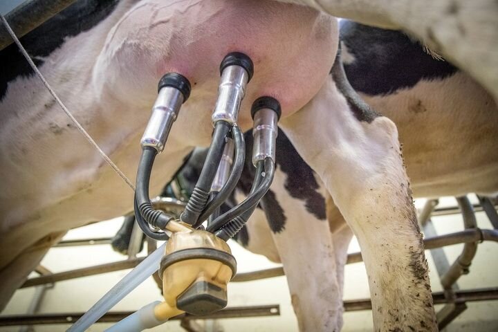 Если у молочного скота на ферме возникает мастит, это значит, что у ваших коров сильно воспалено вымя.