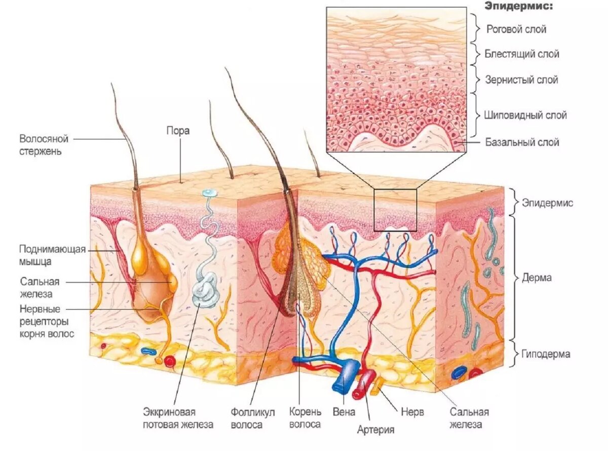 Строение кожи. Фото: https://institut-clinic.ru