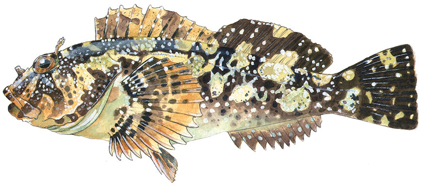 Scorpaenichthys marmoratus