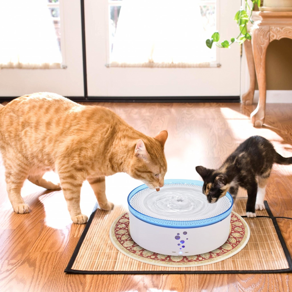 Пьет ли кошка воду. Миска для кота. Кот пьет воду из миски. Вода в миске для кота. Кошачьи миски для нескольких кошек.