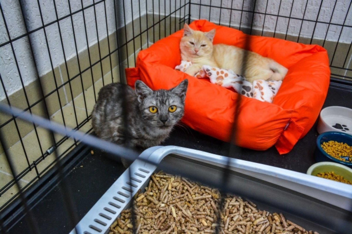    На Ямале приюты для животных могут стать социальными учреждениями