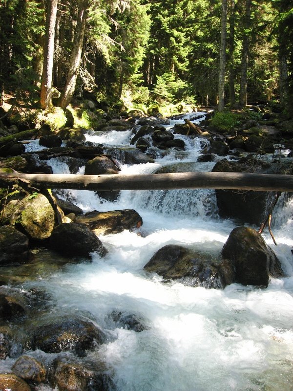 Воду мы набираем обычно прям с этого дерева, которое лежит поперек как мостик