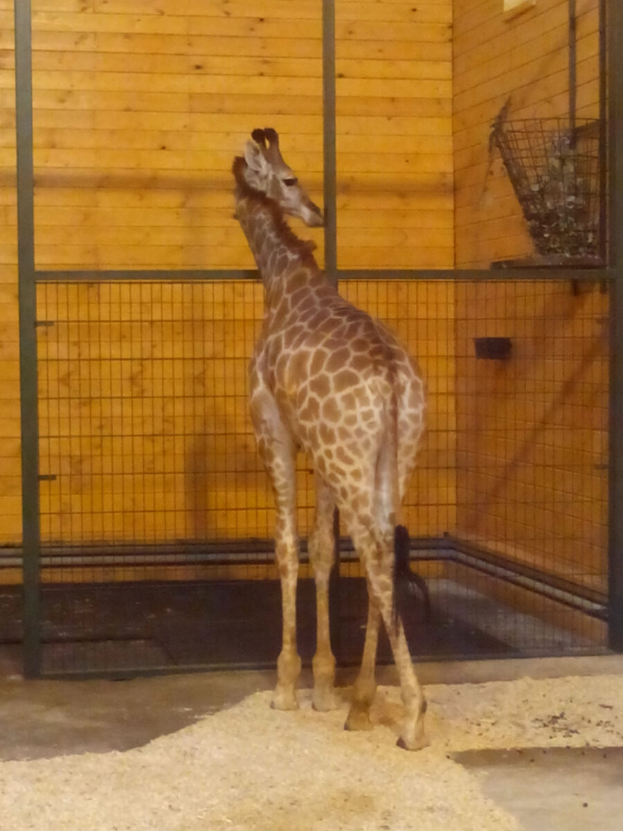 Так и не соизволила повернуться передом)