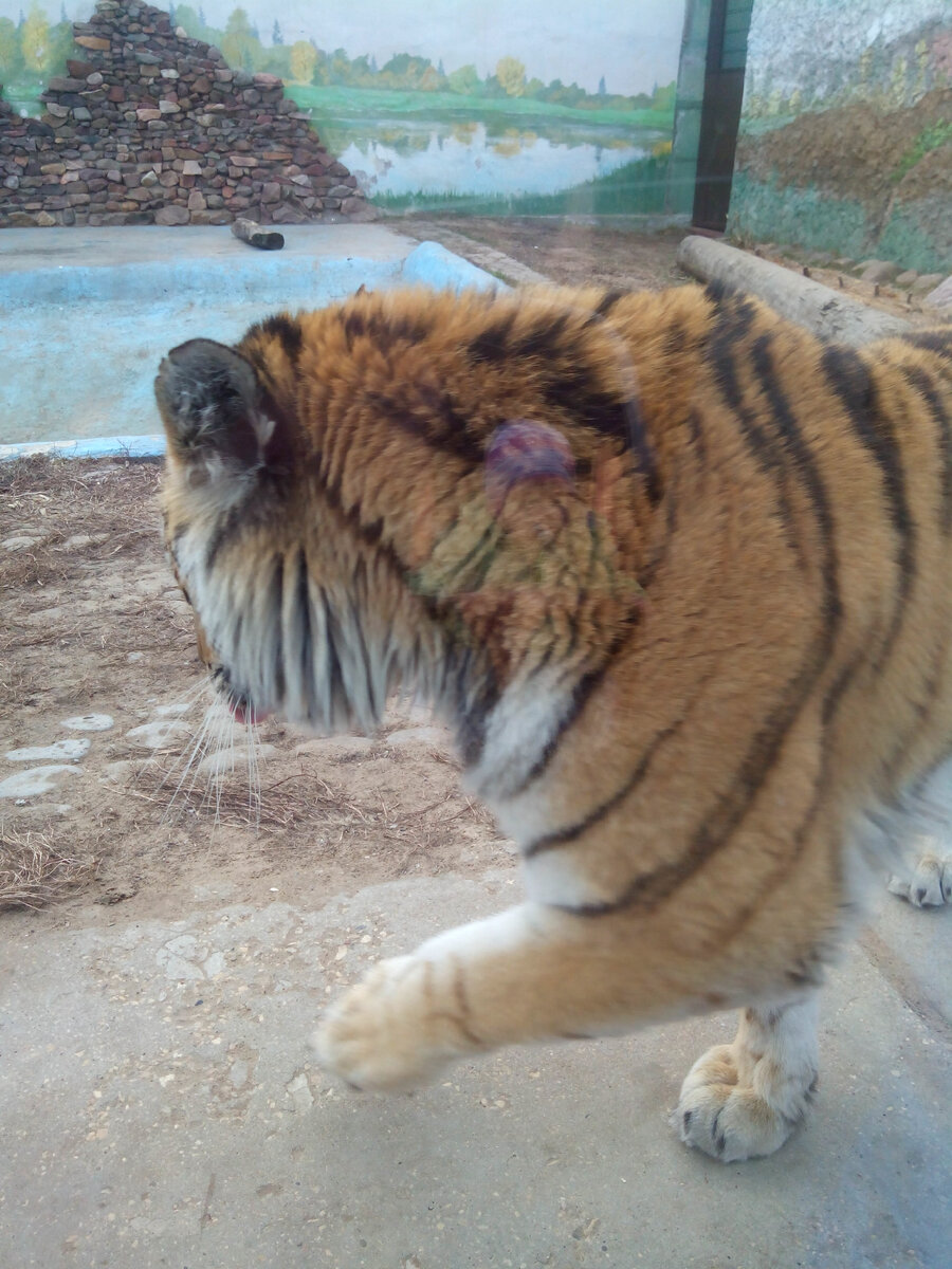 Амурский тигр за стеклом