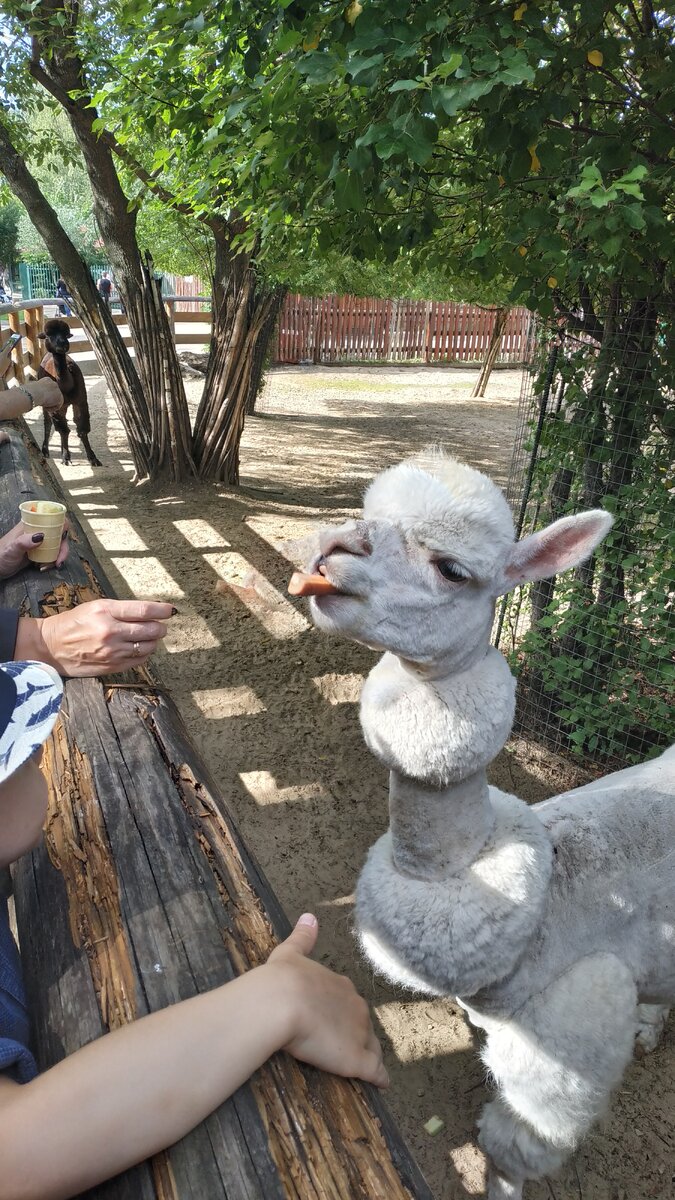 Сходите в зоопарк. Это не призыв, это день такой: 27 декабря - Visit The  Zoo Day... | Блог Бабы Яги: жизнь в полную силу | Дзен