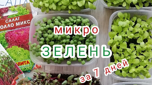 Выращиваю микрозелень без удобрений на листовой земле