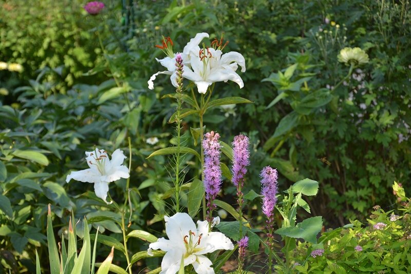 Август. Цветение лиатриса и лилии