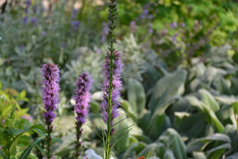 Лиатрис на фоне серебристого чистеца