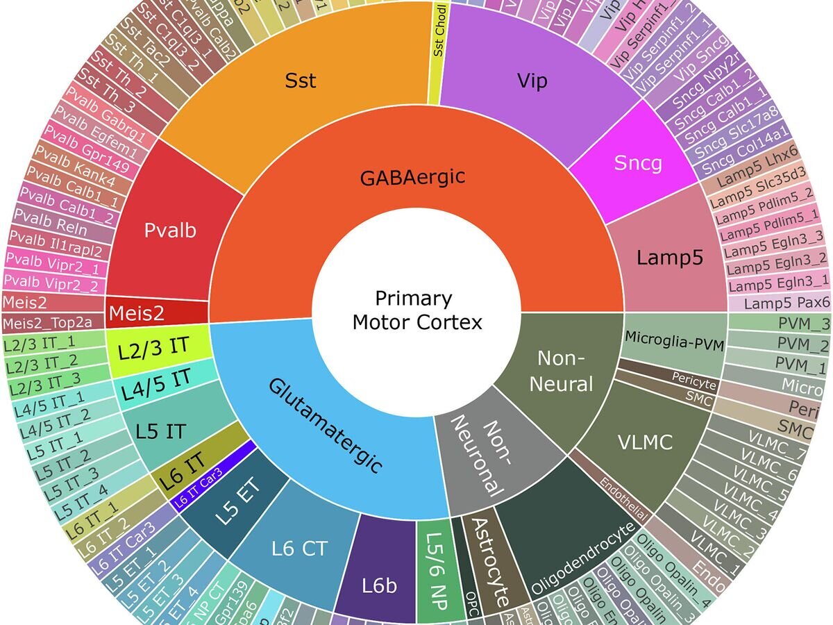    Диаграмма таксономии типов клеток первичной моторной коры мыши© Allen Institute for Brain Science