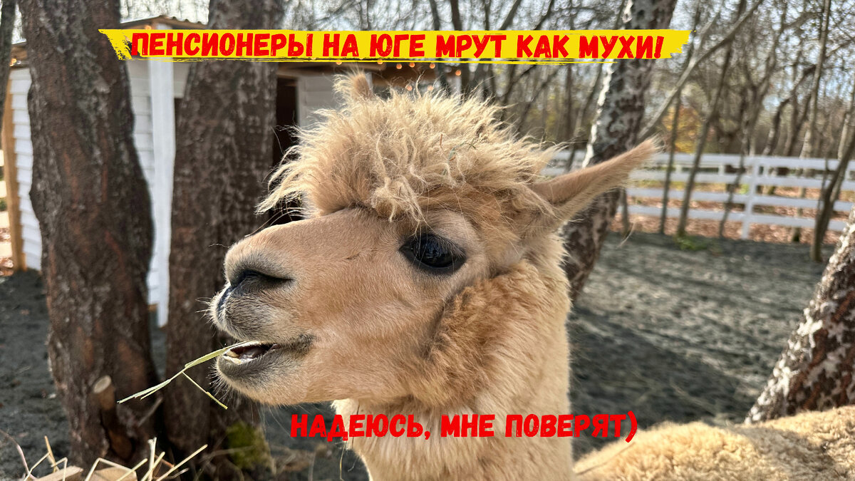 Комментатор, который поймал кураж) 