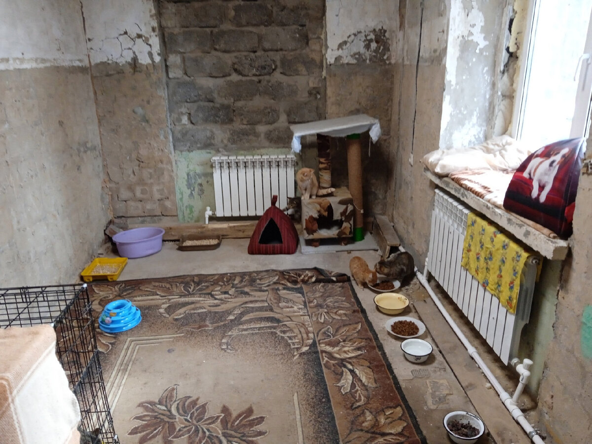 Комната в которую мы поселили всех котов и кошек