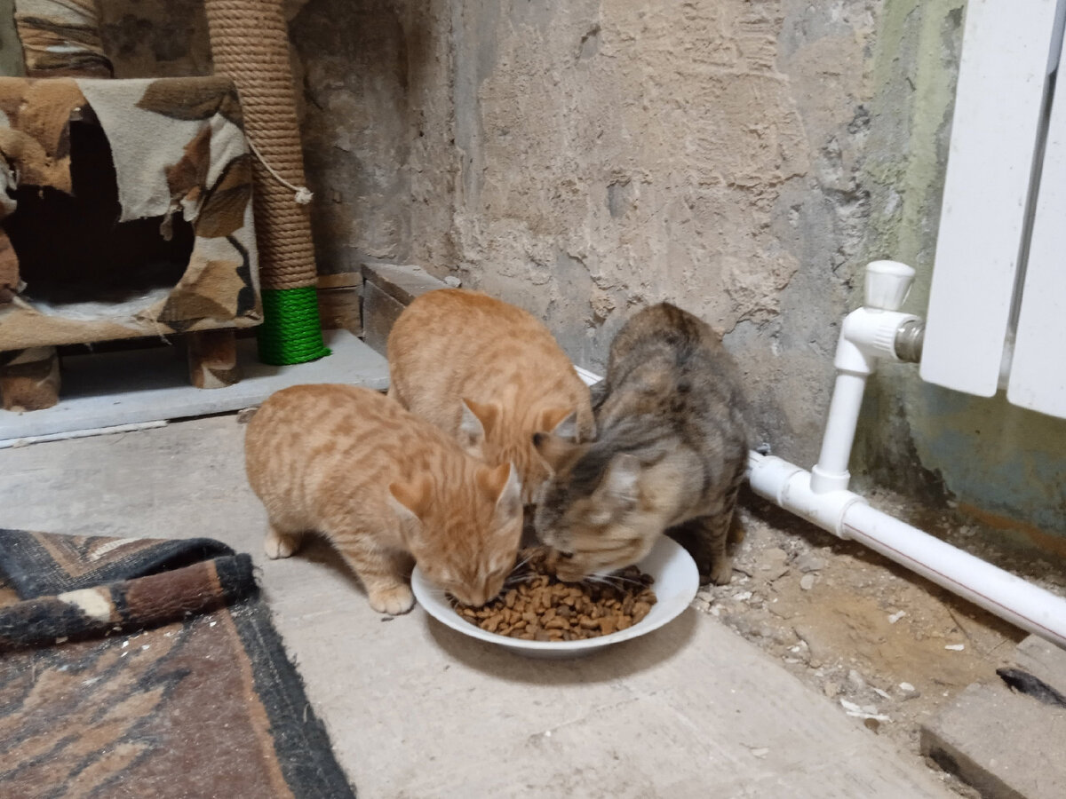 Хорошо, что все кушали нормально