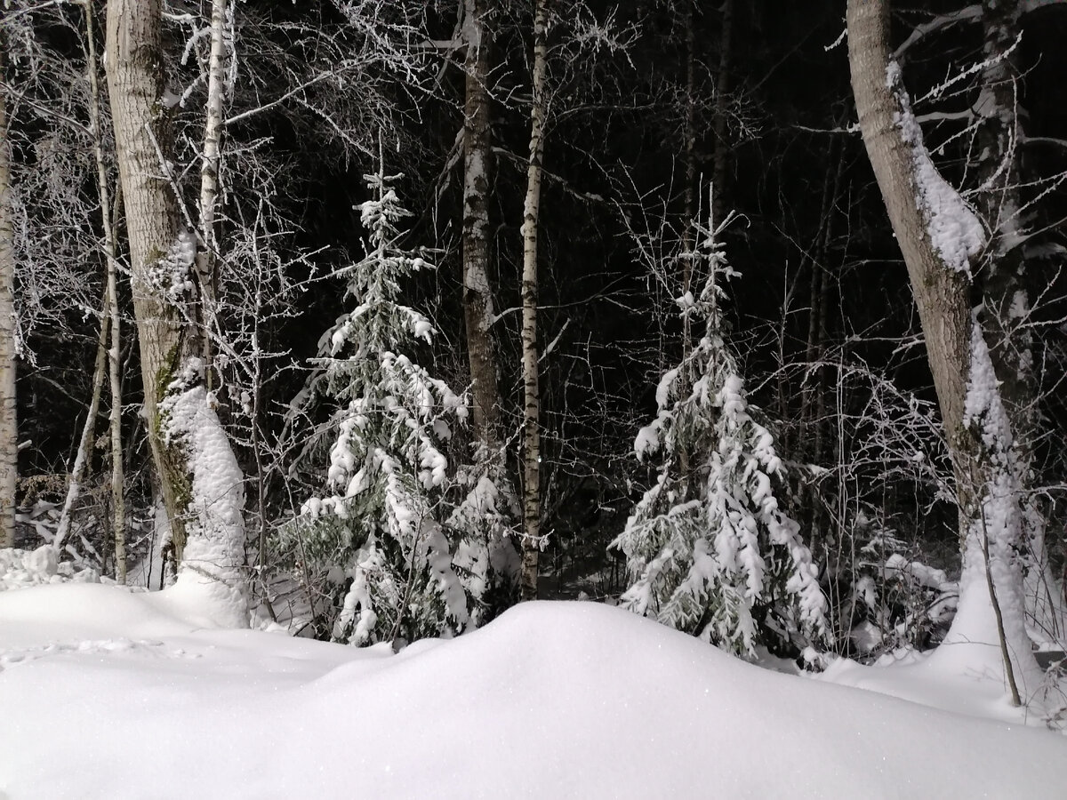 Суровый вид зимнего вечернего леса