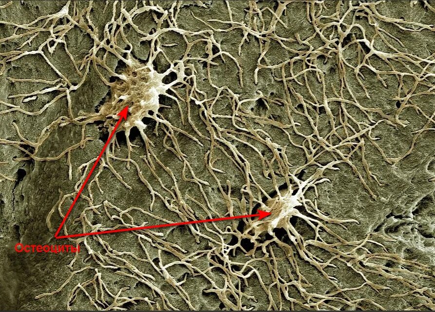 Остеоциты, расположенные в костных лакунах, и их отростки, пронизывающие костный матрикс через узкие канальцы