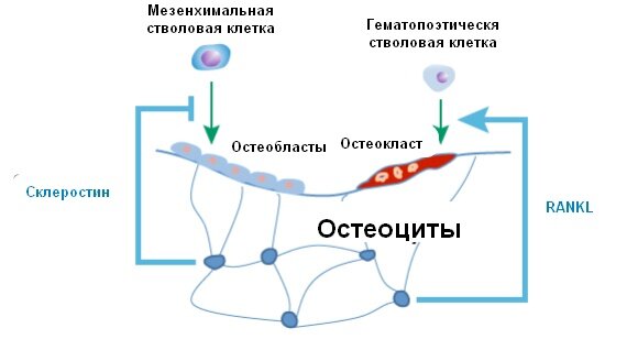 Влияние остеоцитов на костный обмен. Продуцируя склеростин остеоциты подавляют образование остеобластов, необходимых для образования костного матрикса и его минерализации (т.е. включения в него кальция и фосфора в форме гидроксиапатита). А синтезируемый ими RANKL способствует образованию и функционированию остеокластов, разрушающих (резорбирующих) костную ткань.