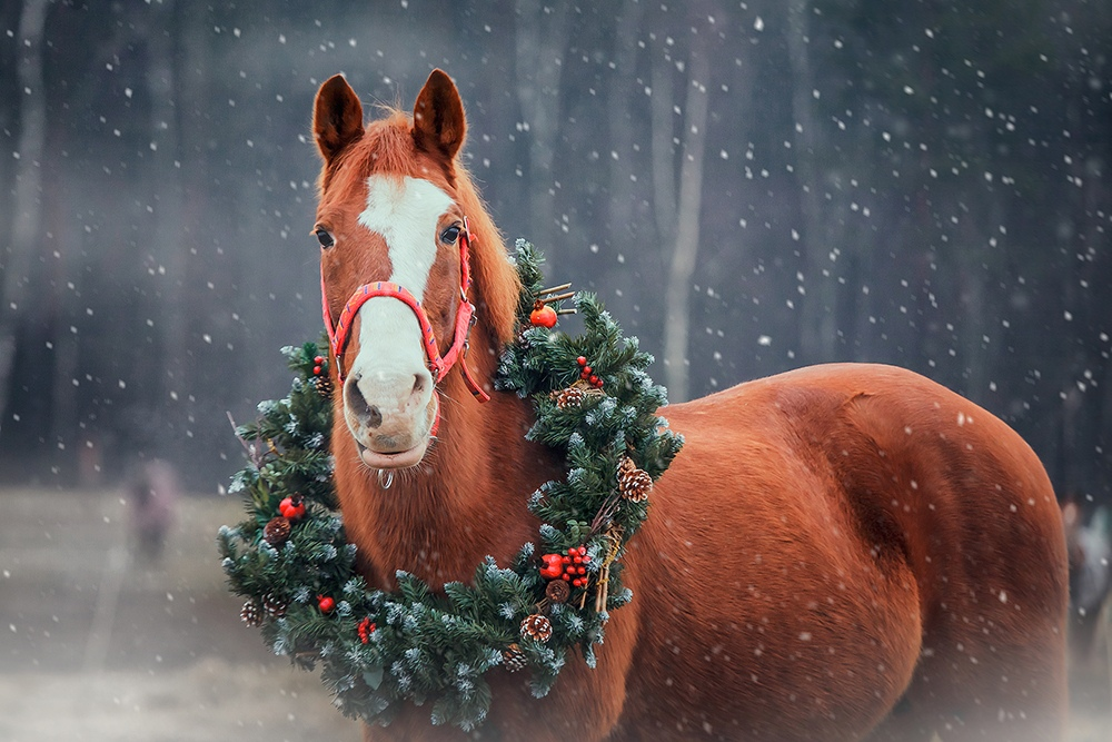Новым годом лошади. Новогодняя лошадь. Новогодние лошадки. Лошадь новый год. Новогодняя конюшня.