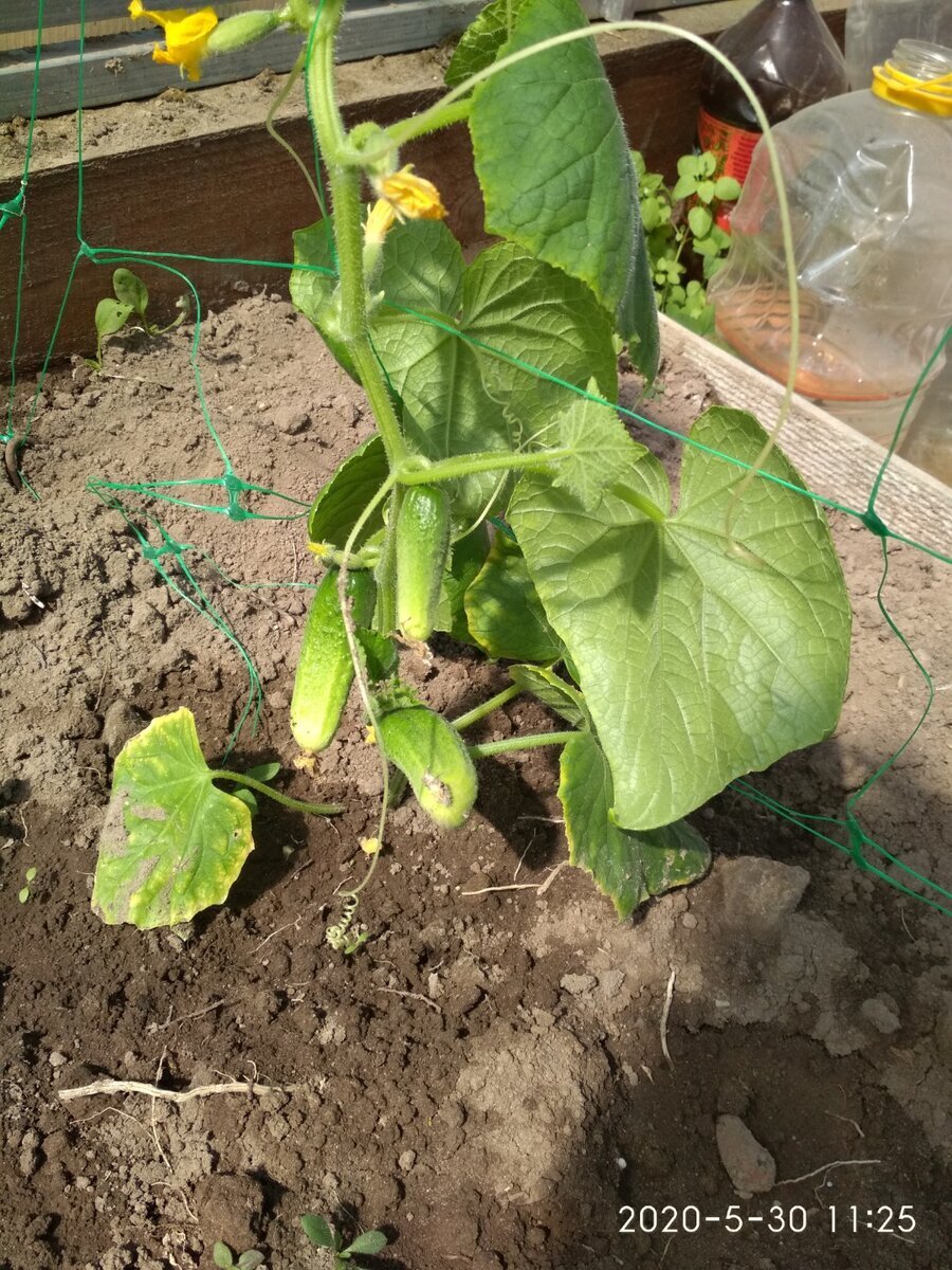 Единственное фото раннего урожая. Тогда про канал и не думала 🤭 Листайте