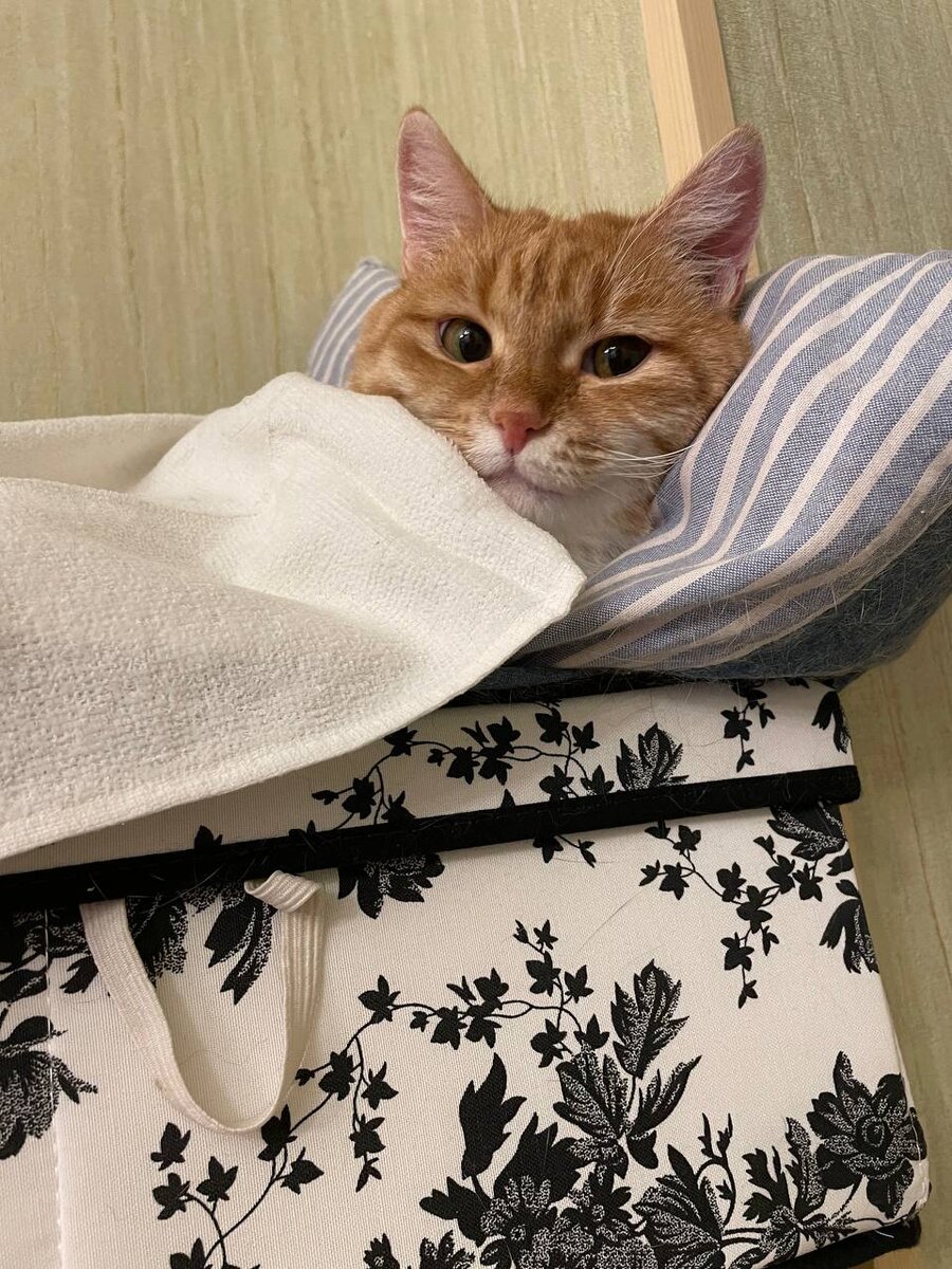 И аккуратно спит на импровизированной кроватке