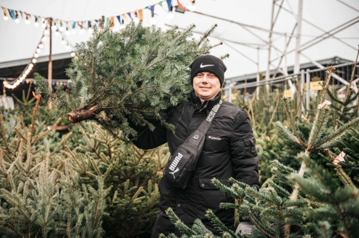    Колючие «нелегалы».