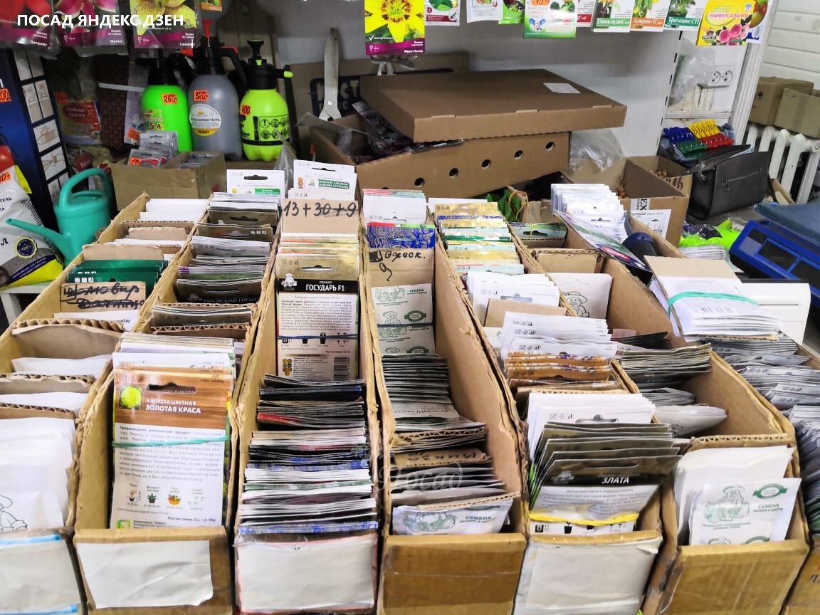 Возле дома у нас есть небольшой семенной подвальчик. Там всегда можно купить свежие семена самых интересных сортов.