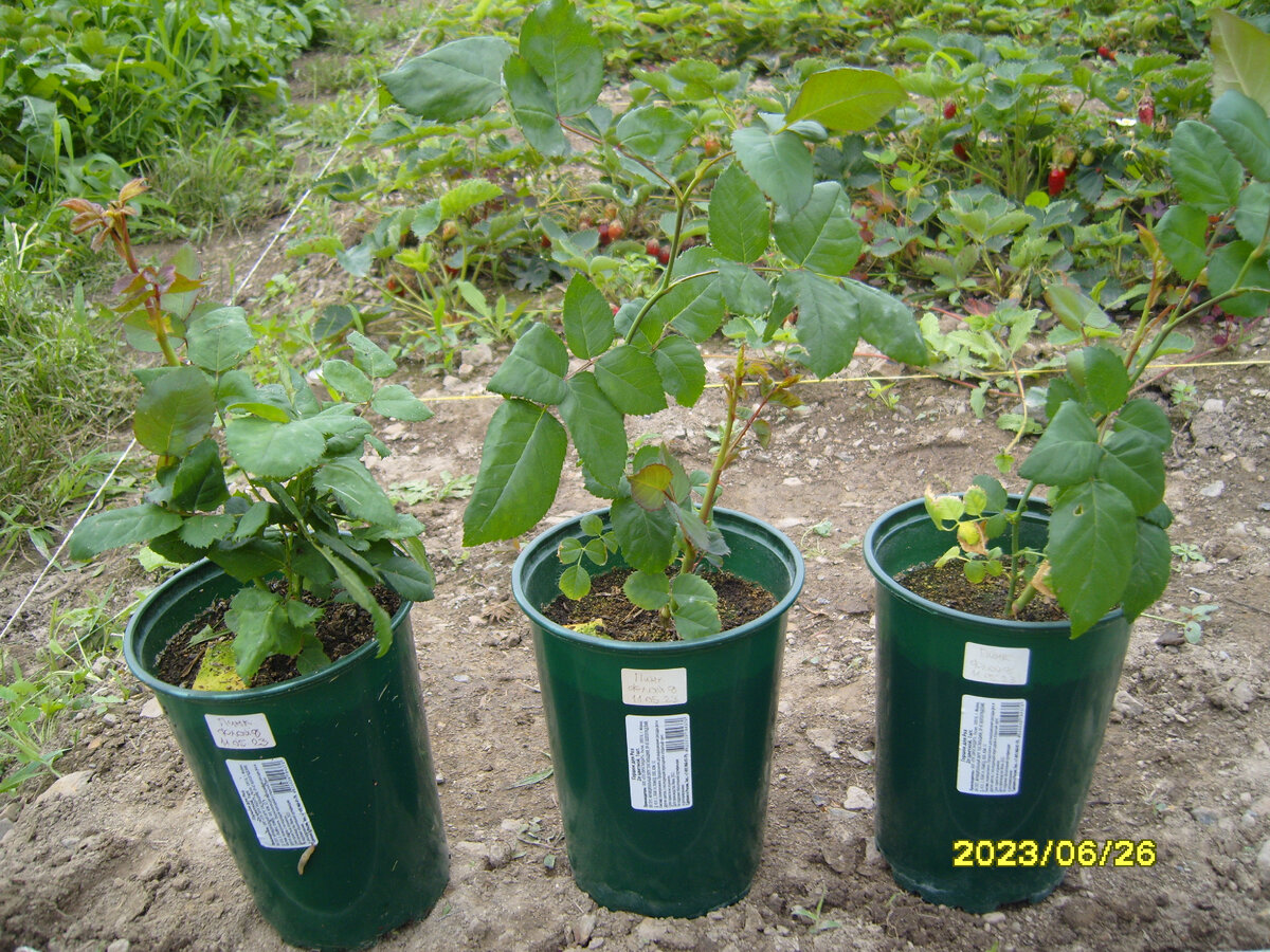 Черенки магазинной розы в горшках перед посадкой в землю на даче