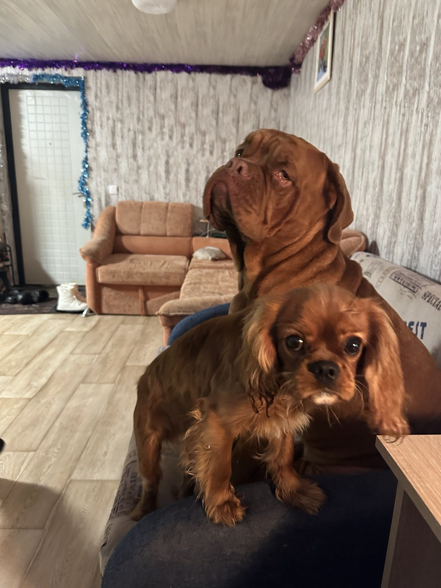 Вкусняшку дай, а то сам найду. Гопник Тимоша