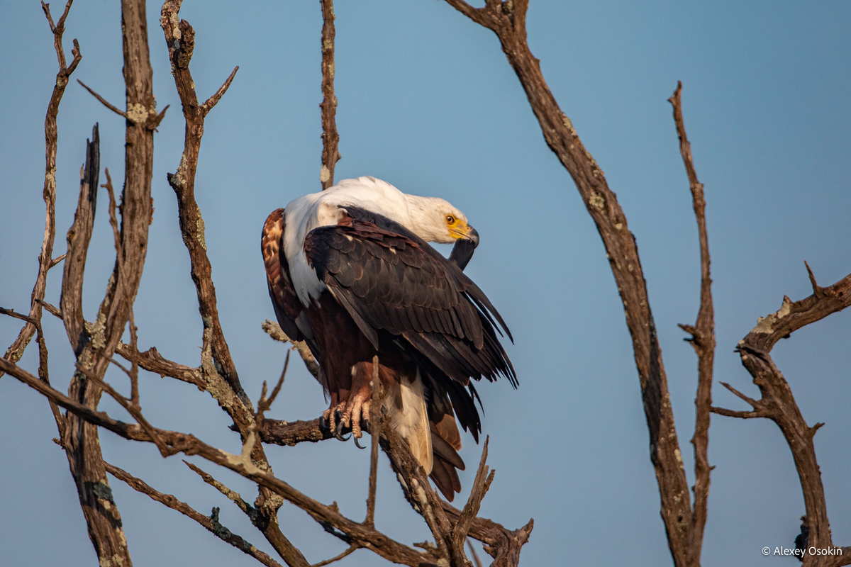 Выдернуть или не выдернуть, вот в чём вопрос...
