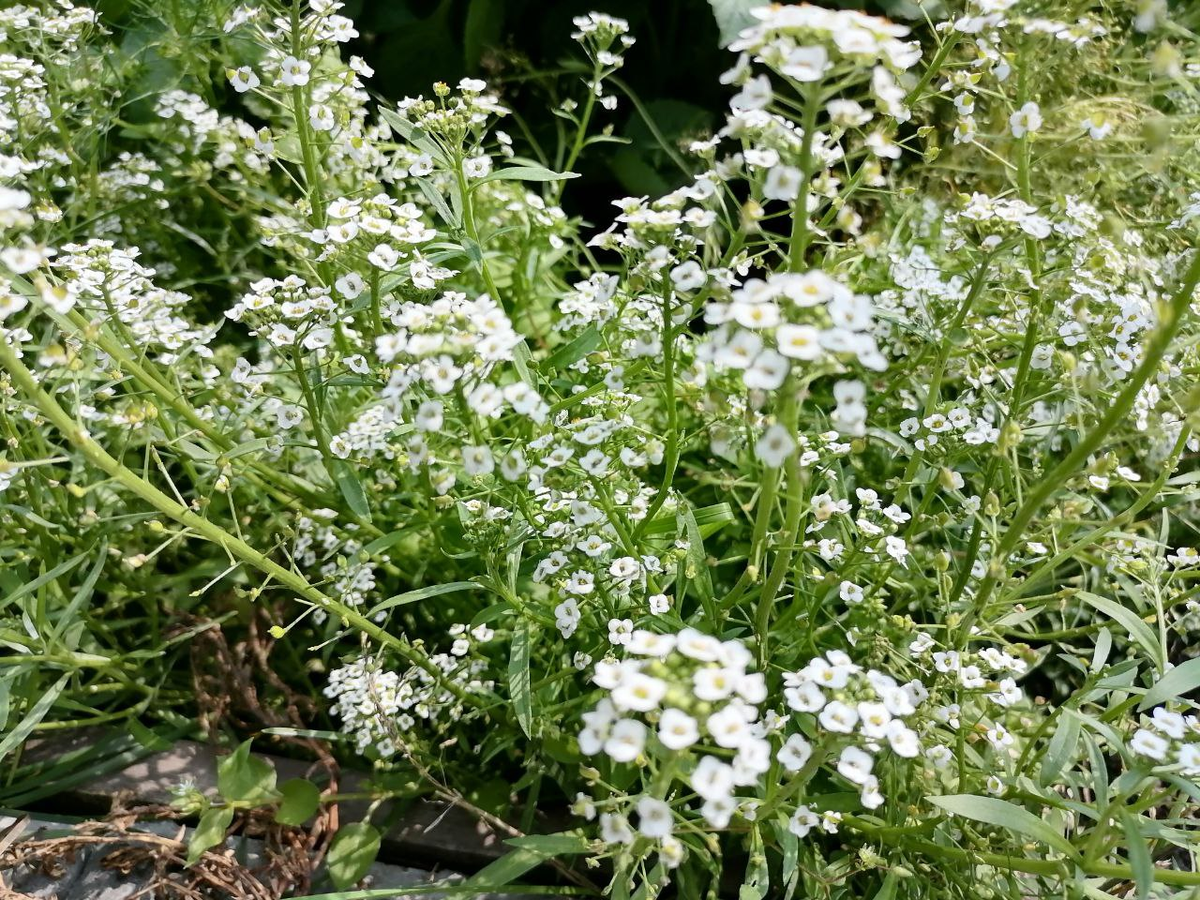 Летом была густая клумба, весной тут будет самосев, осенью ботву не убираю до весны, фото автора