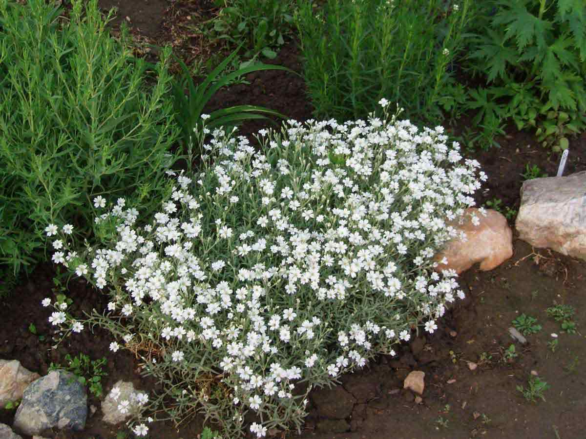 Ясколка tomentosum Silver White