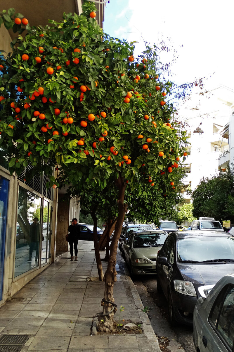 Цитрусовые на улице Афин.